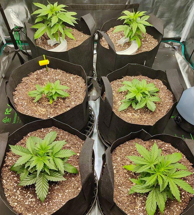 Микроклимат в гроубоксе