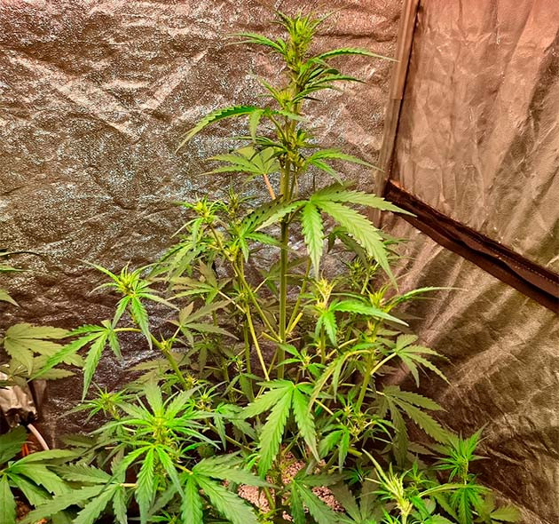 Подготовка куста Johnny Cage Auto к цветению