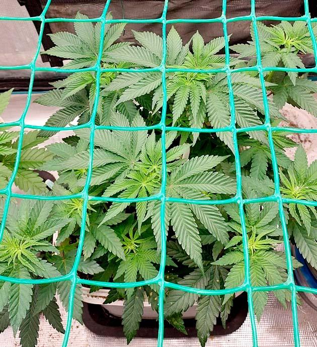 Куст Booberry Cookies RBX от Ethos Genetics ростом 22 см