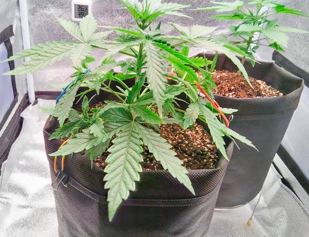 Кусты Florida Sunrise Auto и Pink Rozay Auto на стадии вегетации