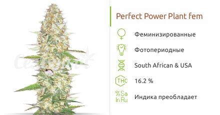 Perfect Power Plant fem (Bulk Seed Bank)