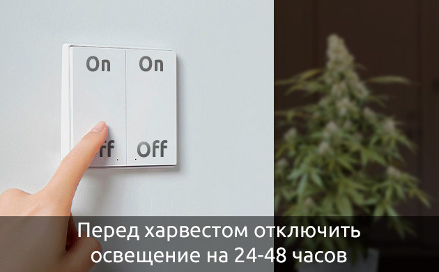 Увеличение количества трихом за счет минимизации недостатка света во время цветения каннабиса