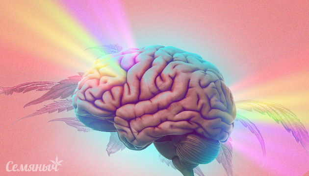 Влияние марихуаны на мозг человека