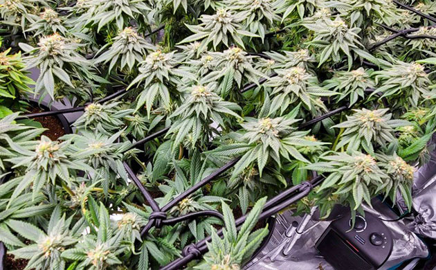 Бутоны на 13 неделе