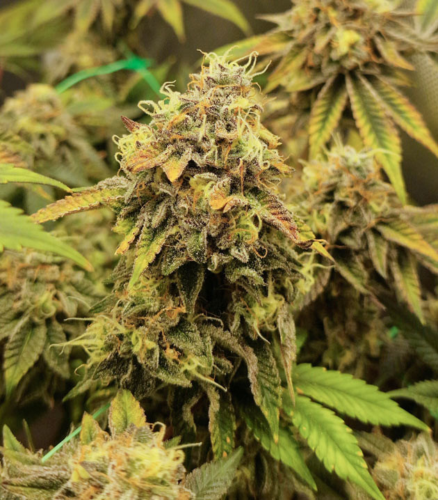 Уменьшение мощности панелей Poddy Mouth