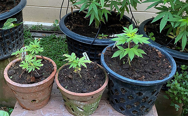 химический ожог куста Голоса