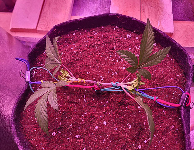 Растишка Jungle Breath от 7CH American на 4 неделе 