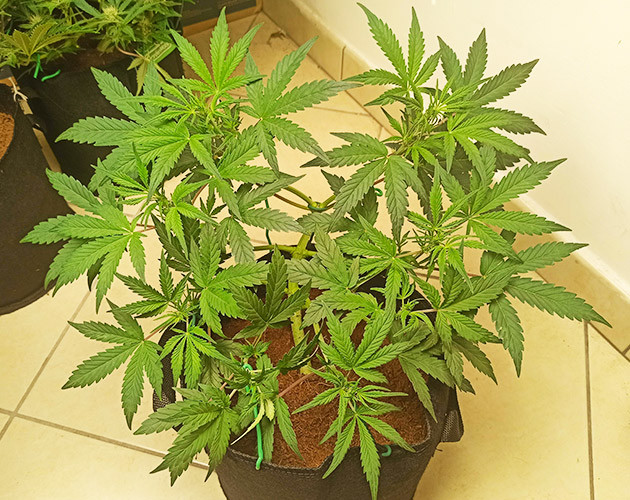Каннабис ростом 60 см