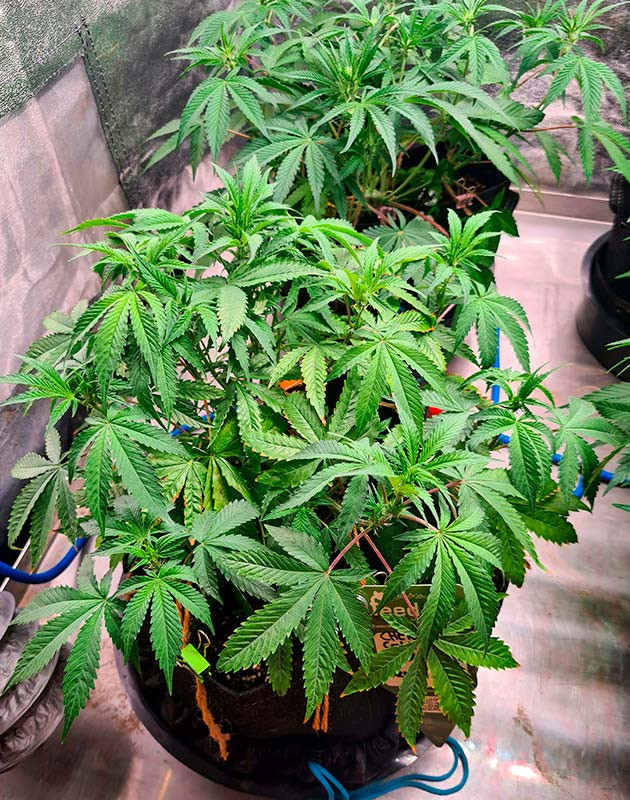 Смена окраса куста Cherry Cola Auto