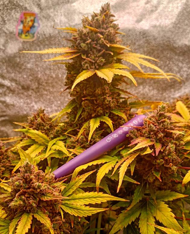 Куст Pink Rozay Auto от 7CH American на 12 неделе