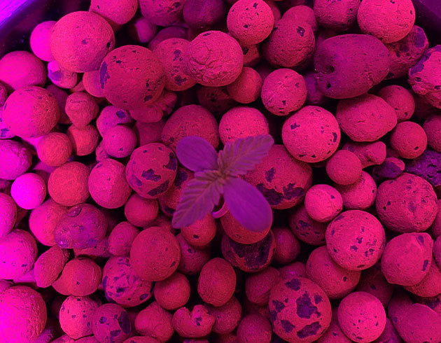 Проращивание семян конопли Purple Lemonade Auto