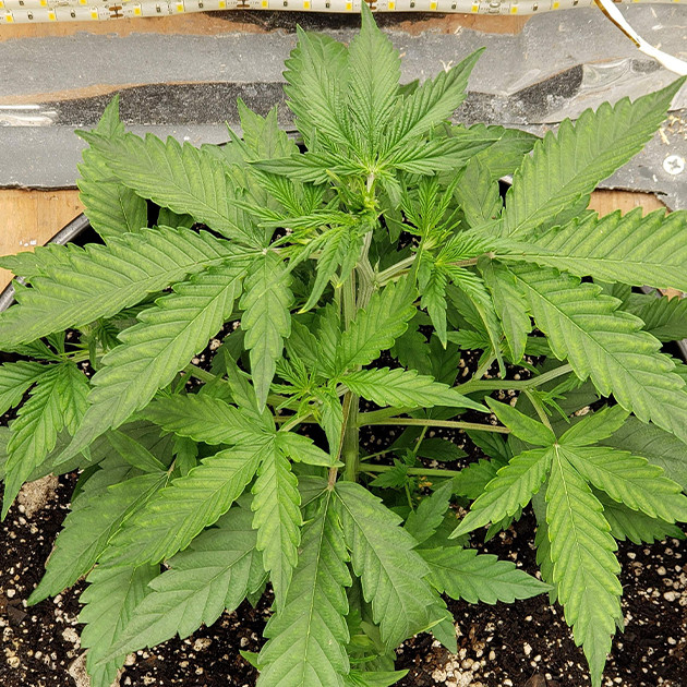 Вегетация Mexican Airlines auto fem