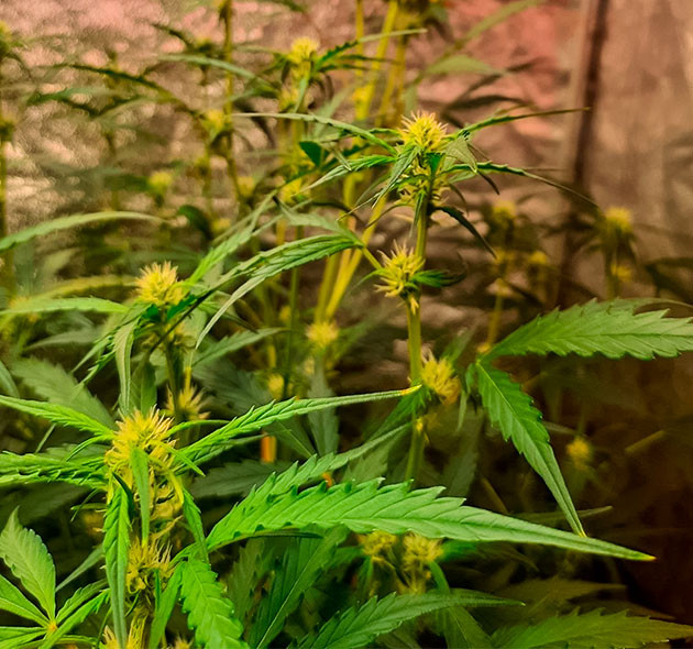 Гроурепорт Johnny Cage Auto