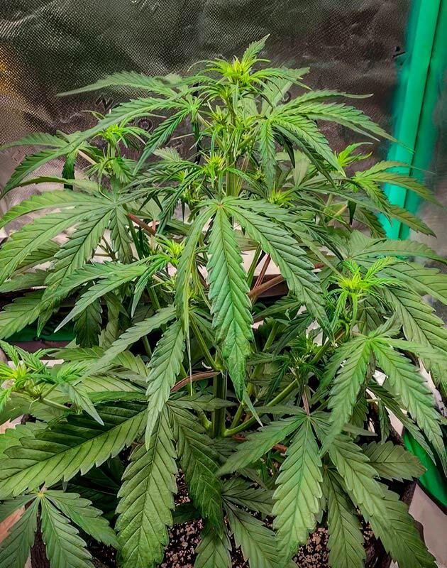 Каннабис ростом 33 см