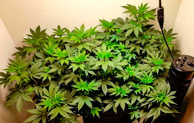 Неожиданный рост и необходимость адаптации