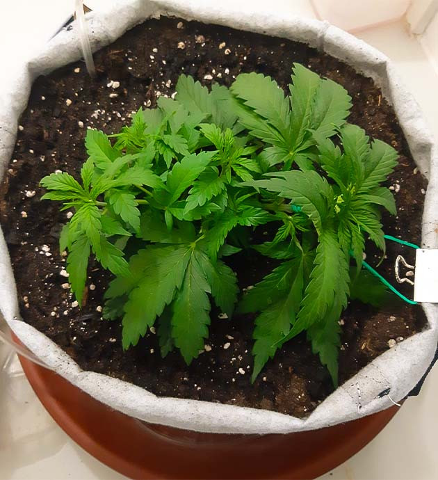 Полив и подкормка Gorilla Auto