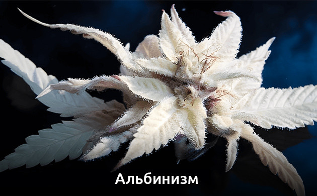 Альбинизм конопли
