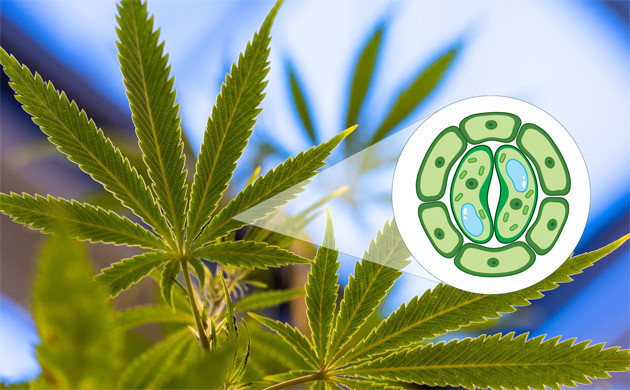 Освещение марихуаны