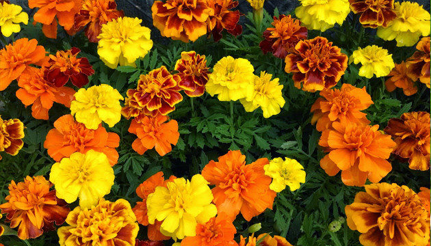 Бархатцы или календула