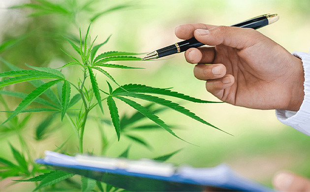 Как избежать недостатка молибдена у конопли