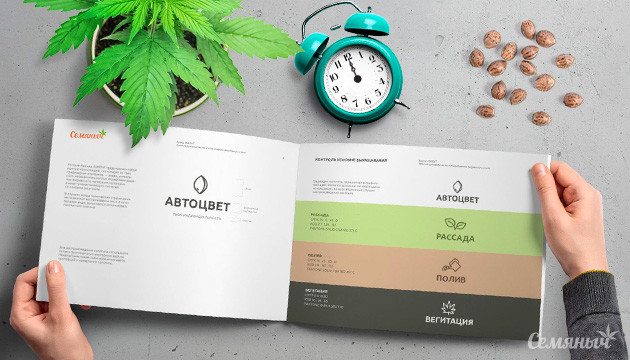 Краткое руководство по выращиванию авто сортов