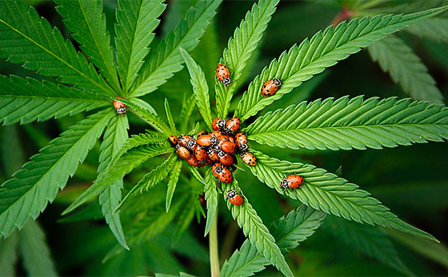 Вредители конопли после пересадки в индор