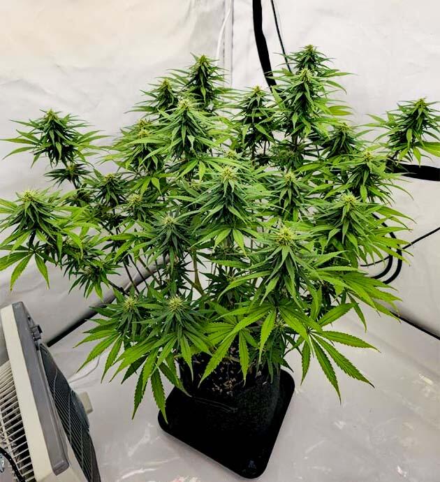 Куст Super Silver Haze от GHS на 11 неделе