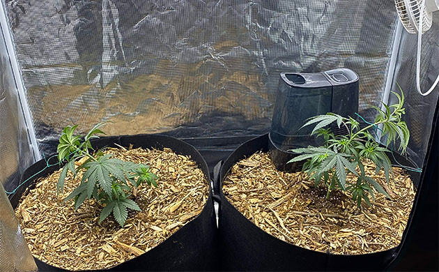 Низкострессовая тренировка куста King's Juice