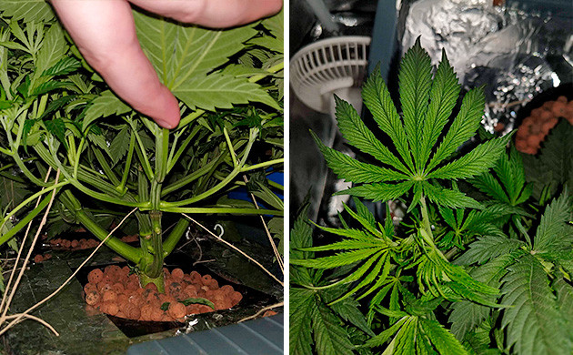 5 неделя вегетации Tutankhamon