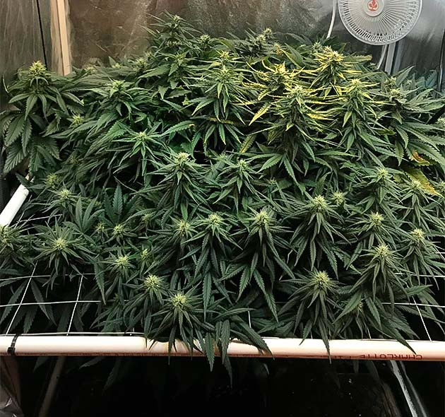 выращивание HulkBerry