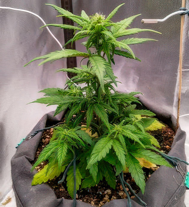 Куст +Speed Auto от Sweet Seeds на 5 неделе