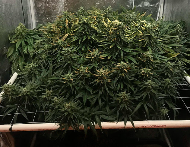 Тренировка растения HulkBerry