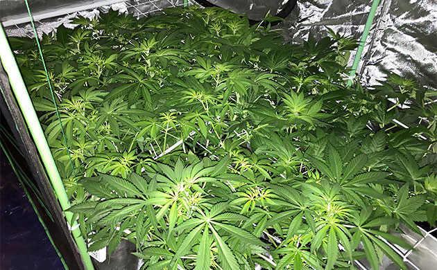 Вторая неделя цветения кустов Delicious Candy Early Version