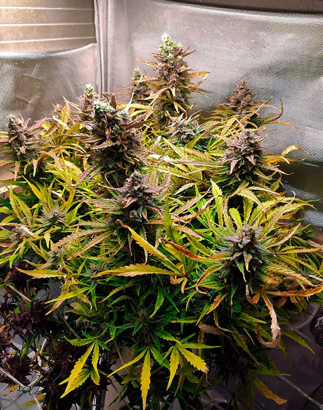 Auto Chocolate Skunk перед харвестом