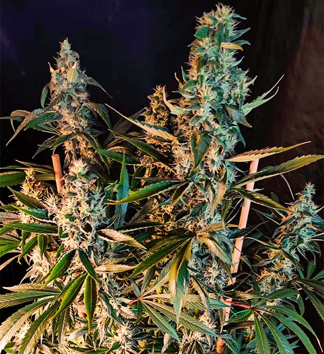 подготовка к харвесту Sweet Cherry Pie