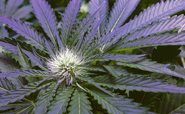 Гидропоника в домашних условиях