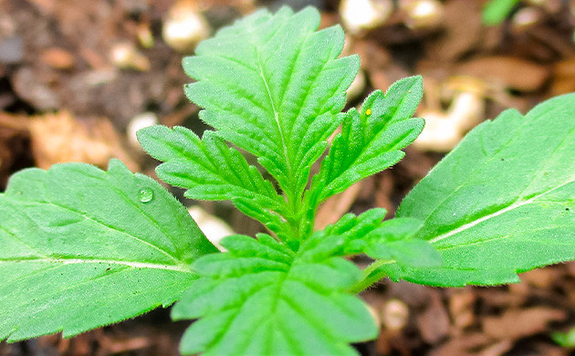 Проращивание семян конопли Pineapple Chunk