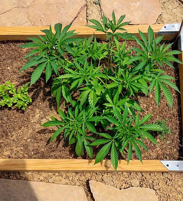 Развитие кустов Gorilla Glue #4 в теплице