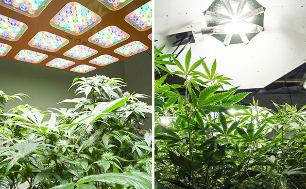 Освещение конопля в зависимости от фазы развития