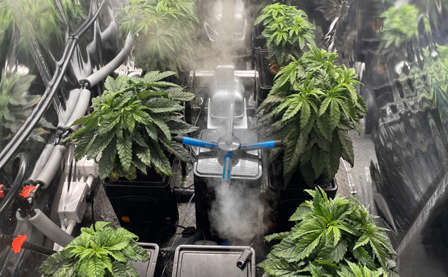 Кусты высотой 33 см