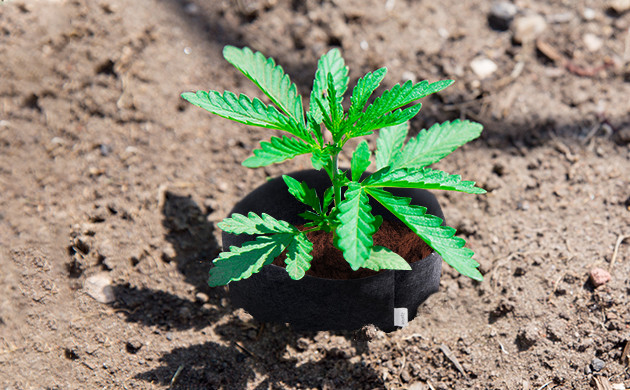 Горшок в грунте