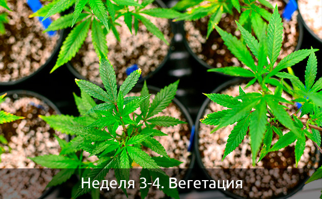 Вегетация автоцветов