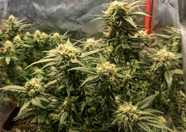 Соцветия конопли