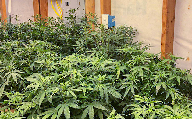 Стимуляция цветения куста Gelato Auto