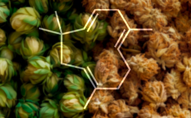 Чем гумулен отличается от других терпенов