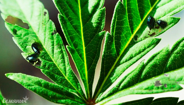 Способы борьбы вредителей в открытом грунте