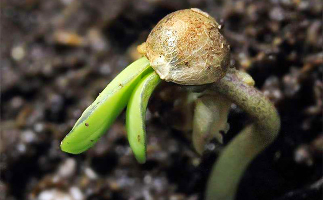 Рост с оболочкой семени