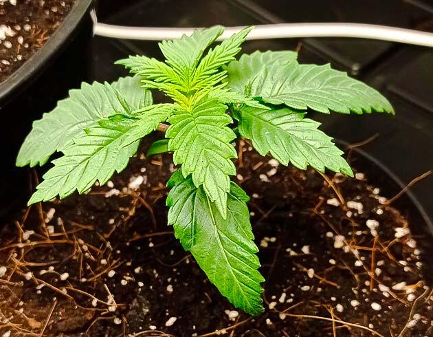 Росток Jealousy Kush от Seedkeepers на 1 неделе