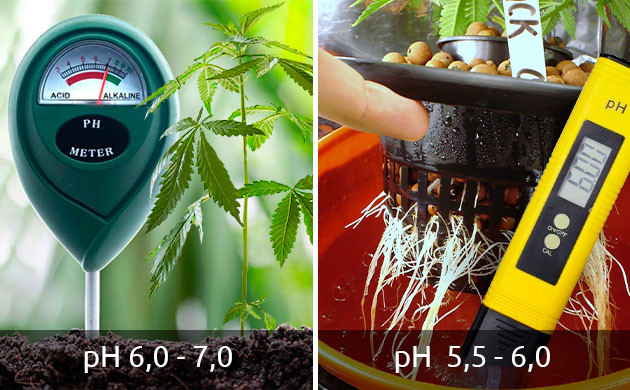 Как устранить дефицит меди у конопли