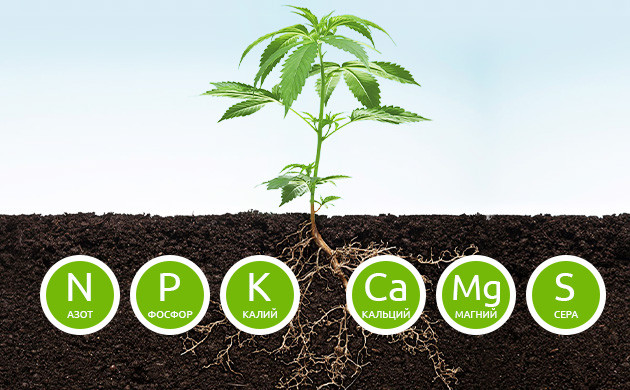 Основные макроэлементы конопли